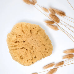 Natural sea sponge for cleaning and massage